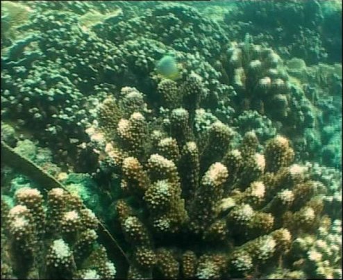 coral-bleaching-a-major-concern.jpg