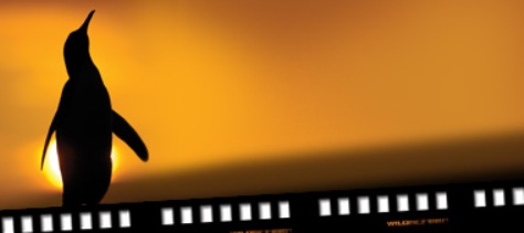 mainhome8 Endless golden sunsets...