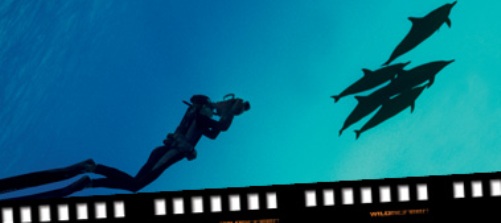 wildscreen-image Shooting wildlife...in moving images