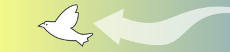 Dove of peace Once thought extinct, this rare bird has reportedly been seen again in Sri Lanka...now we await confirmation!