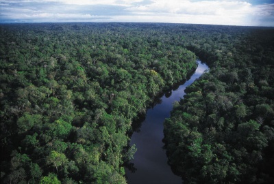 Amazon forest Amazon: The last frontier?