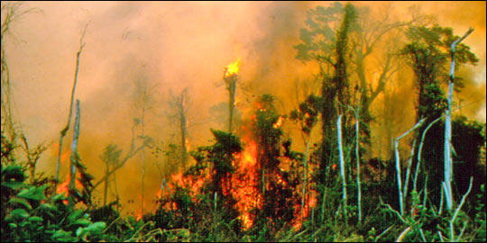 The Amazon burning The Amazon burning