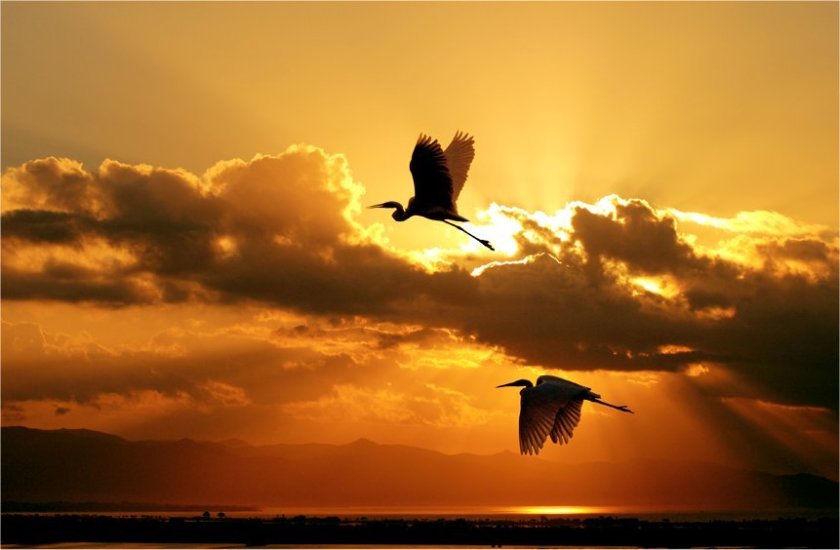 Are they really free