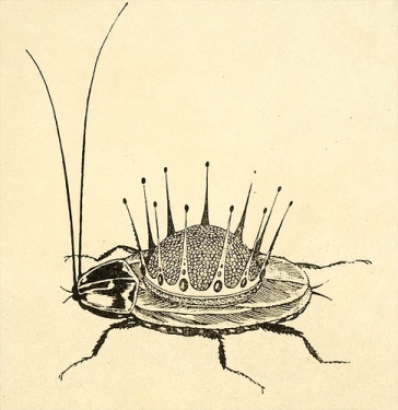 Tarankanische, or The Terrible Cockroach, Sergeii Chekhonin, illustrator, 1925