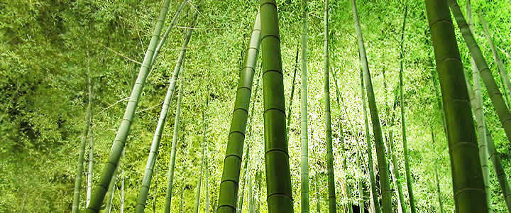 bamboo We can't go wrong, emulating Ma Nature...