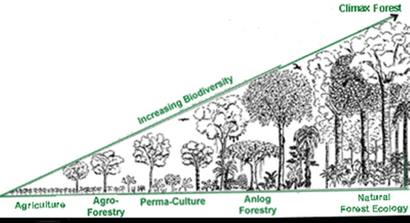 analogForestry