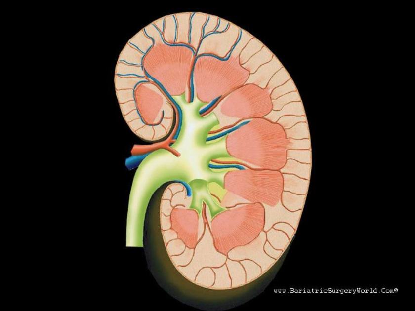 kidney