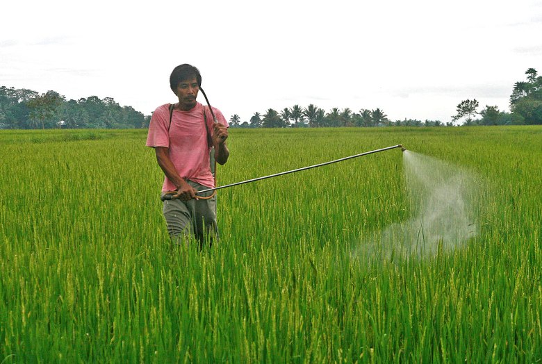 Filipino rice farmer spraying pesticides
