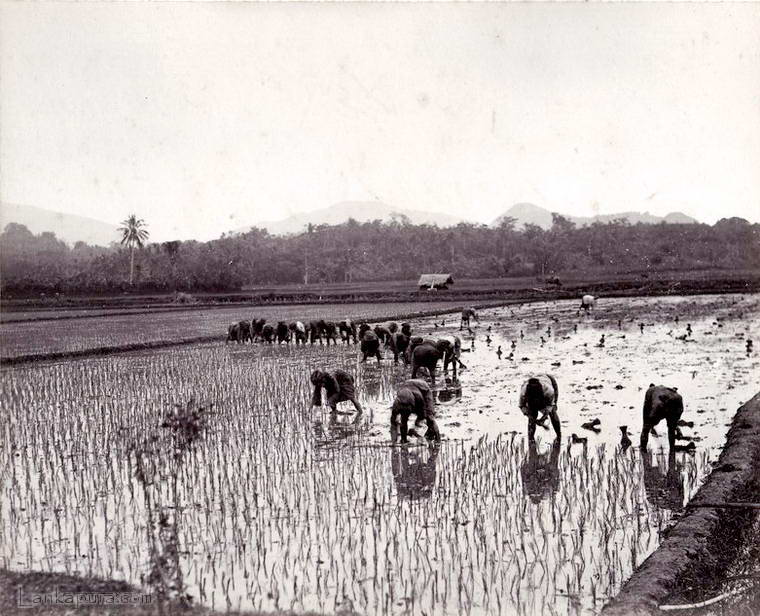 Traditional hand methods (Transplanting) of cultivating rice in Ceylon, circa 1880 - Image courtesy http://lankapura.com