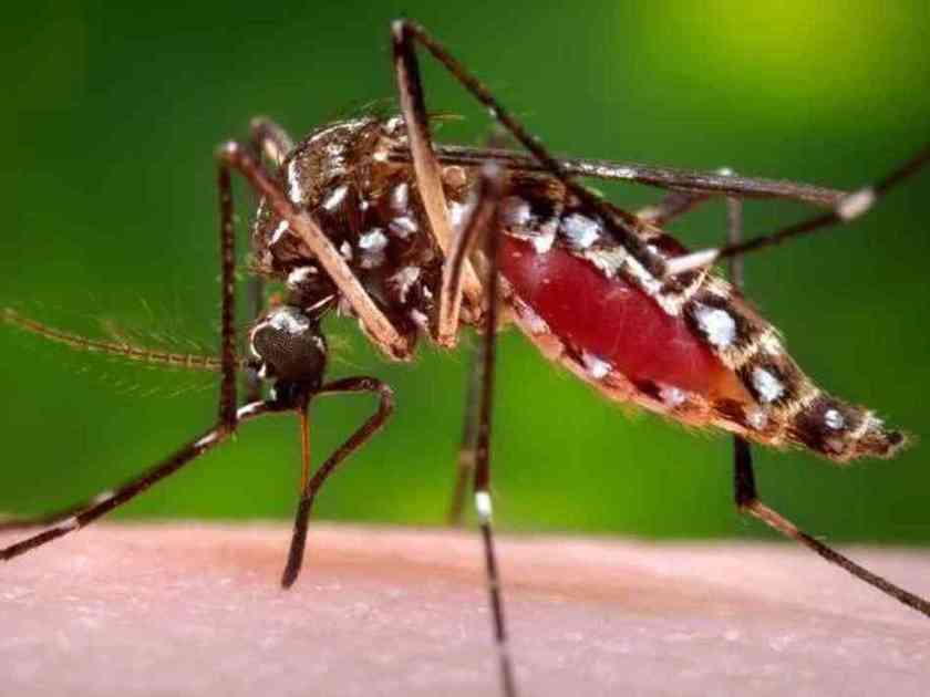 Dengue carrying mosquito: Aedes aegypti
