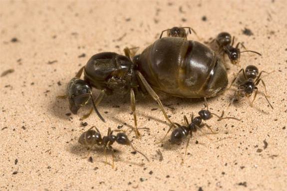 Queen Ant and worker ants